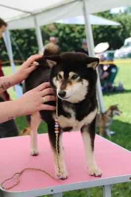 Étalon Shiba - Allaikha's O'bagheera