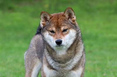Étalon Shiba - Umami suitopoteto romi De Matatizo Hakuna