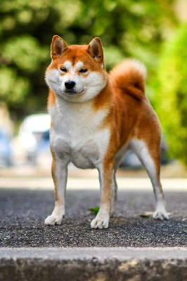 Étalon Shiba - CH. Waku Incipita Vita