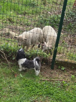 Étalon Shih Tzu - Ulka jok yu De la baie de pempoul