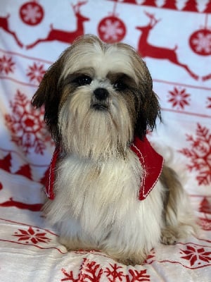 Étalon Shih Tzu - Ulex du moulin de madjurie