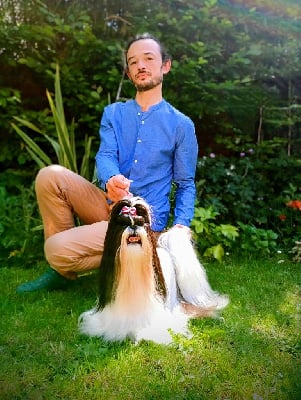 Étalon Shih Tzu - Halashan Pretentieuse et alors