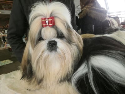 Étalon Shih Tzu - Jitsuko'tzu Kakou de Neguyland