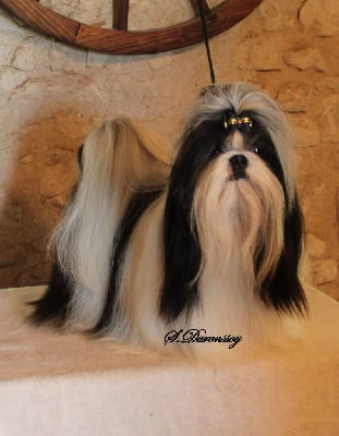 Étalon Shih Tzu - Teenangel Take on me
