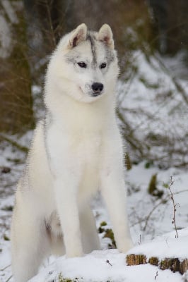 Étalon Siberian Husky - Unchain my heart sniego sunys