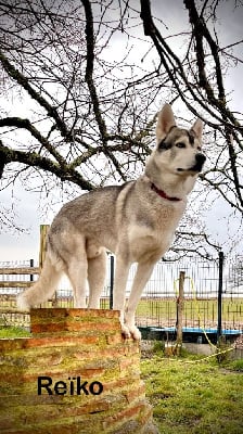 Étalon Siberian Husky - ReÏko De Gres-loup