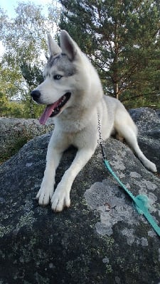 Étalon Siberian Husky - Liubov's Genko