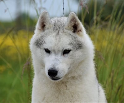 Étalon Siberian Husky - CH. Parody du chalet des edelweiss