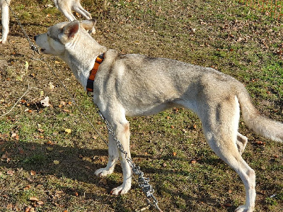 Étalon Siberian Husky - Octavia du Menez des Glaziks