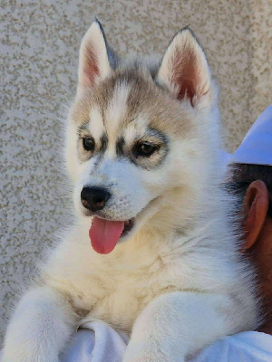 Étalon Siberian Husky - Anything lovely of nashkaia