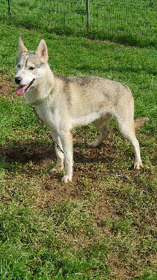Étalon Siberian Husky - Ulk du Menez des Glaziks