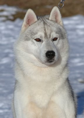 Étalon Siberian Husky - Timeless treasure Of cold winter nights
