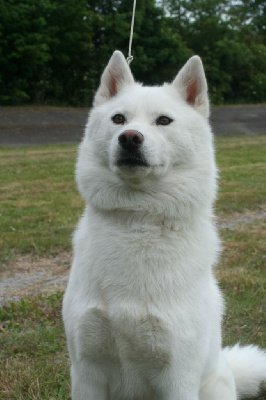 Étalon Siberian Husky - bavivizari Kitty