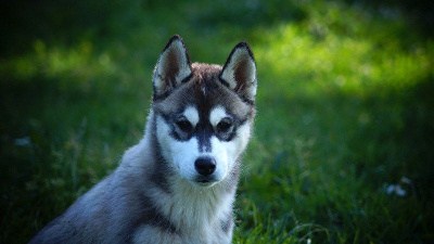 Étalon Siberian Husky - Avalanche by snow full moon Of Artic West Wind