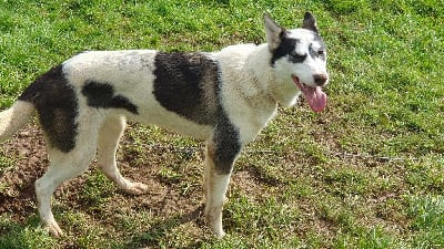 Étalon Siberian Husky - Uby du Menez des Glaziks