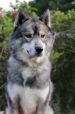 Étalon Siberian Husky - River Of Kolyma Wolves