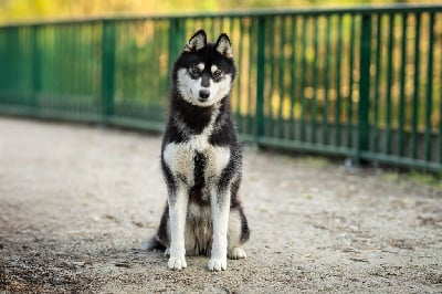 Étalon Siberian Husky - Unchain my heart Des Etoiles Des Glaciers