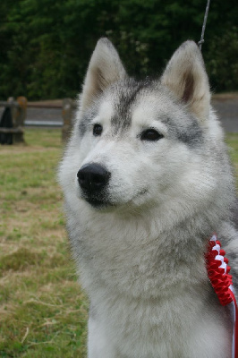 Étalon Siberian Husky - CH. Arkouna Dream's Taska fire