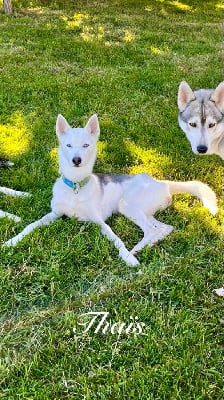 Étalon Siberian Husky - Thaïs du Menez des Glaziks