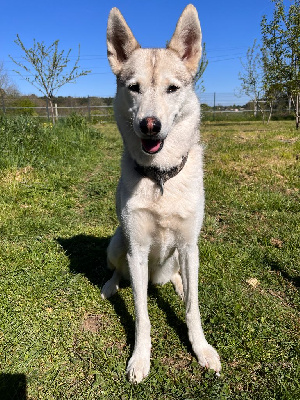 Étalon Siberian Husky - Ô nyx du Menez des Glaziks