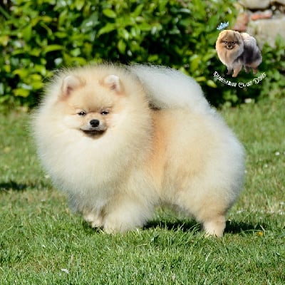 Étalon Spitz allemand - CH. majestas vestra Feyd}