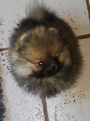 Étalon Spitz allemand - Aloah De Sweety Fox