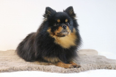 Étalon Spitz allemand - Taya for geoffrey des Gardiens d'Hadès