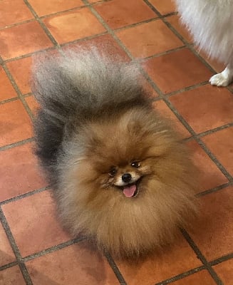 Étalon Spitz allemand - Pom Of The Gang Ronnie biggs