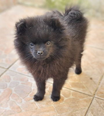 Étalon Spitz allemand - Wendy Des Souffles Sacres