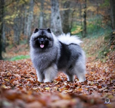 Étalon Spitz allemand - CH. Rebel merida Of Antartic Angels