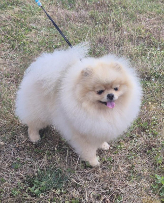 Étalon Spitz allemand - Viking (Sans Affixe)