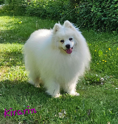 Étalon Spitz japonais - Luna kirarin des joyeux dahus