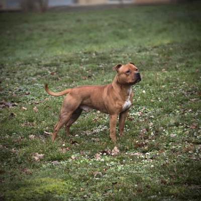 Étalon Staffordshire Bull Terrier - Lalie's Niños Vikingr bjorn jarnsida
