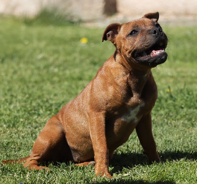 Étalon Staffordshire Bull Terrier - Valva (daisy) Du Rêve De Calineka