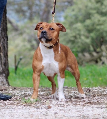Étalon Staffordshire Bull Terrier - Tchikita Quality Onde Perfect
