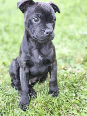 Étalon Staffordshire Bull Terrier - Arès aka stark The Magical World Of Stafford