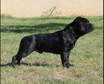 Étalon Staffordshire Bull Terrier - Ultimate dog marley De La Vallée Des Volques