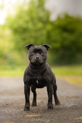Étalon Staffordshire Bull Terrier - forever bull Incredible