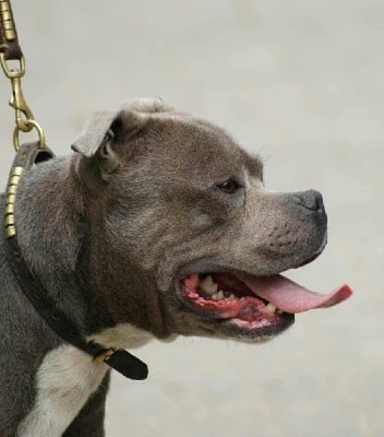 Étalon Staffordshire Bull Terrier - Amour gomez staffturk
