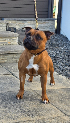Étalon Staffordshire Bull Terrier - U'nique love aka bella The Magical World Of Stafford