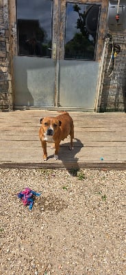 Étalon Staffordshire Bull Terrier - Taya Du Domaine des Rois Canins