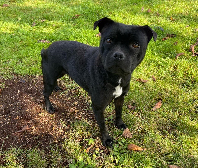 Étalon Staffordshire Bull Terrier - Lalie's Niños The molotov cocktail