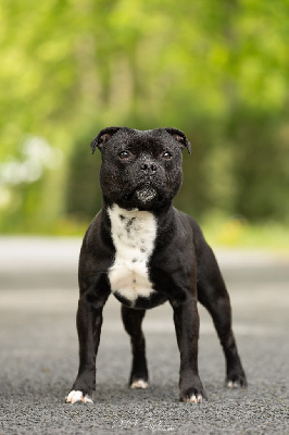 Étalon Staffordshire Bull Terrier - CH. d' spain fuego negro Bvlgari