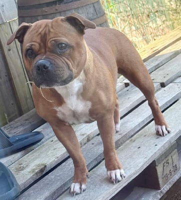 Étalon Staffordshire Bull Terrier - Kiss Kool Tara smodite