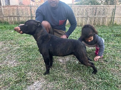 Étalon Staffordshire Bull Terrier - Vixen Des Larmes De Bès