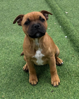 Étalon Staffordshire Bull Terrier - Athéna The Magical World Of Stafford