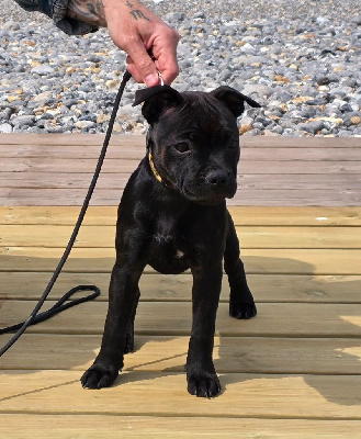 Étalon Staffordshire Bull Terrier - Aphrodite The Magical World Of Stafford