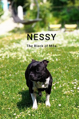 Étalon Staffordshire Bull Terrier - O'nessy The Black Of Mila