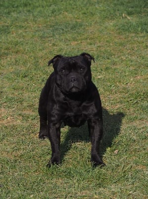 Étalon Staffordshire Bull Terrier - Shapely sia des halyzes d'arelate