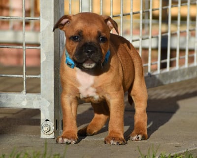 Étalon Staffordshire Bull Terrier - Skillstaff Voo doo polar girl
